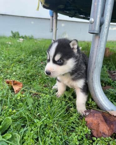 Ostale životinje: Sibirsky haski štenci - Leglo prelepih štenaca sibirskog haskija — 7