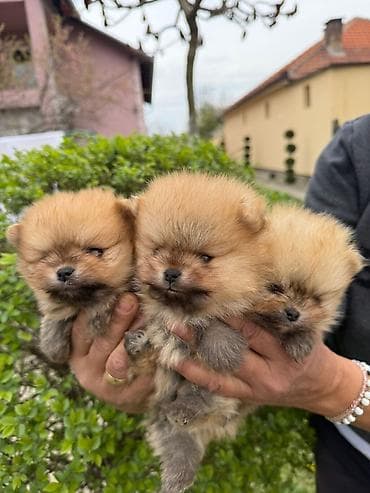 rasni psi na poklon: Dostupni pomeranci — 5
