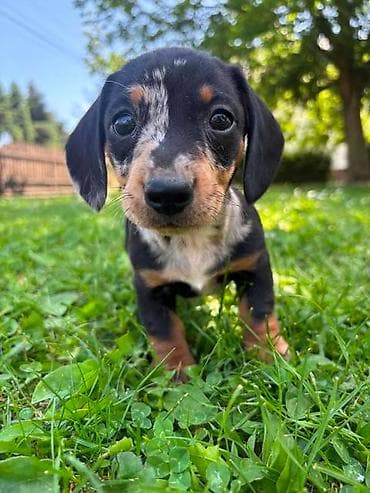 maltipoo na poklon: Merle jazavičar štenci Na prodaju štenci merle jazavičar, oštenjeni — 9
