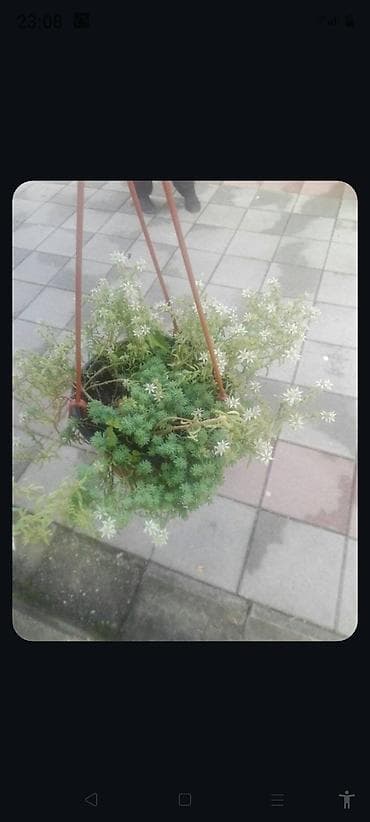 sunpatiens seme: Cvece — 2