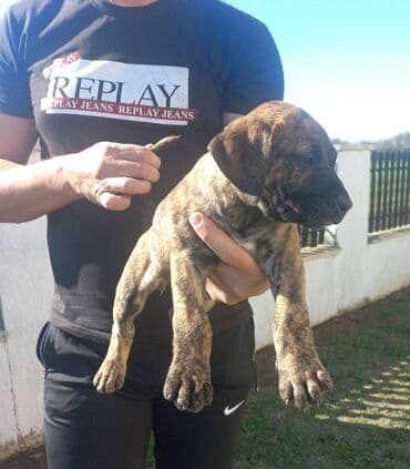 psi na poklon srbija: Presa Canario štenci na prodaju, stari mesec i po dana. Vakcinisani — 7