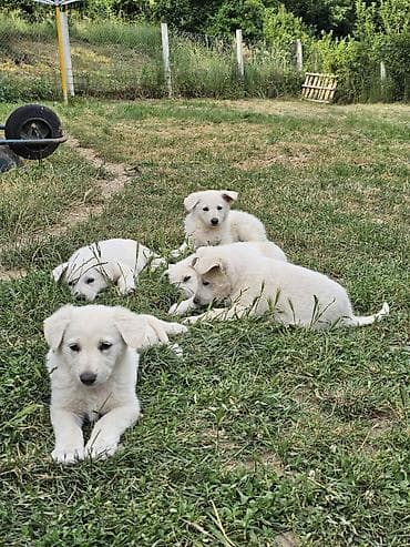 cane corso stenci cena: Na prodaju prelepi čistokrvni štenci Belog švajcarskog ovčara stari — 5
