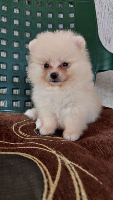 njuškalo psi na poklon labradori: 🐻🧸💎#pomeranianboo #pomeranian #pomeranianlove #pomeraniansoftiktok — 3
