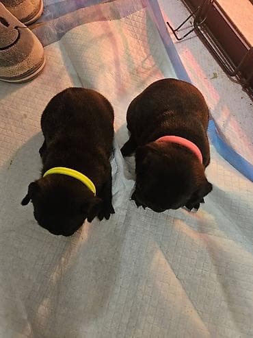 ogradice za pse: Francuski buldog štenci - Leglo štenaca francuskog buldoga u crnoj i — 6