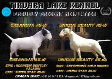 ovcarski psi: Odgajivačnica TIKVARA LAKE KENNEL (FCI 7519) sa ponosom predstavlja — 3