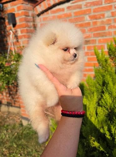 sterilisane macke na poklon: Teddy bear pomeranci, dve sestre, spremne su za preuzimanje. Bogato — 6