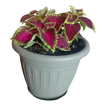 isusova suza biljka: Ukrasna sobna biljka – Koleus (Solenostemon/ Coleus) u saksiji - — 1