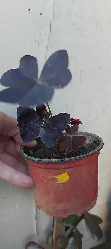 sintelon kula: Oxalis triangularis „Purple Shamrock” – ukrasna sobna biljka - Vrsta — 4