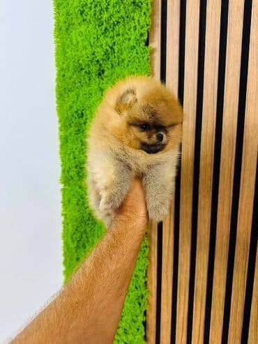 pomeranci na poklon: Pomeranci top kvaliteta! Kratkih nosića, debelih šapa i bujne dlake — 7
