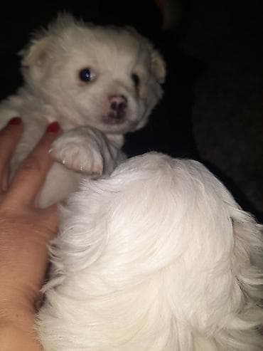 maltezeri na poklon nis: Štenci majke mini maltezera i oca pikinejzera - Čisto beli štenci — 6