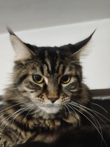 jeftina hrana za pse: Maine Coon mačka – prelepa tigrasta (brown tabby) ženka sa izrazitim — 2