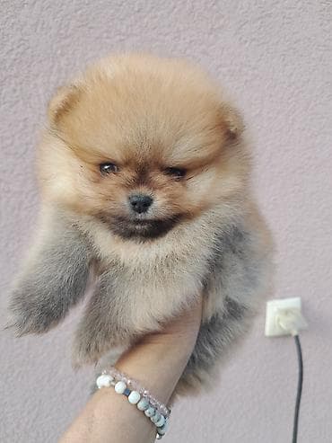 psi za poklon: Dostupan decak — 1