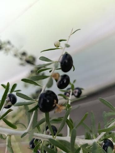 pecka na plin: Sveže ubrane bobice crne goji (Black Goji – Lycium ruthenicum) - — 6