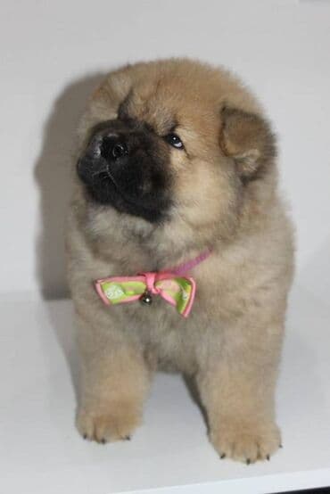 Životinje: Stenci chow chow starosti dva meseca vrhunskog kvaliteta I potencijala — 4