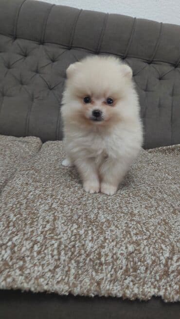 njuškalo psi na poklon labradori: 🐻🧸💎#pomeranianboo #pomeranian #pomeranianlove #pomeraniansoftiktok — 8