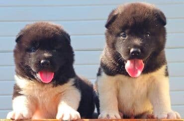 psi na poklon zrenjanin: Američka Akita, štenci Odgajivacnica TOP WINNER PUPPY sa ponosom — 1