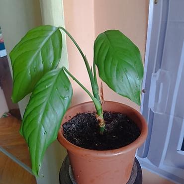 kucno cvece: Sobna biljka u saksiji prečnika 17cm – zelena tropska lisna vrsta — 4