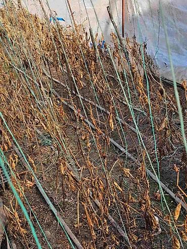 Baštenski plastenik – konstrukcija sa folijom i sistemom za — 3