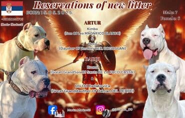 stenci na poklon beograd: Dogo Argentino štenci Na prodaju štenci Dogo Argentino vrhunskog — 1
