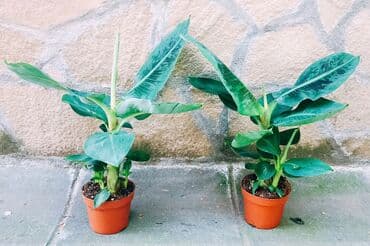 sobno cvece sa zelenim listovima: Banana - 750 — 1