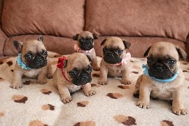 štenci maltezera: REZERVACIJE OTVORENE – FRANCUSKI BULDOG ŠTENCI Na raspolaganju su — 2