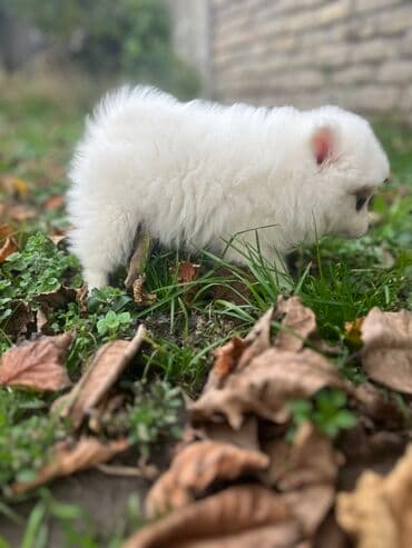 Mačke: Pomeranac štene (mini/spic tip) – pahuljasto belo sa diskretnom — 4