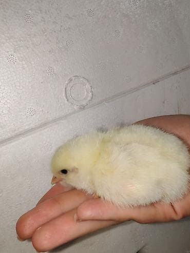 Ptice: Pilici – jednodnevni, Leghorn - Tip: živina, Beli leghorn (nosilje) — 2