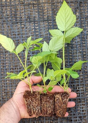 polikabl za co2 aparat: Naša ponuda obuhvata sadnice maline za više sorti malina uključujući — 1