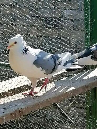 Oprema za kućne ljubimce: Beloglavi Mavijan izležen preko parenja Blek, Čava, Vasiljević — 1