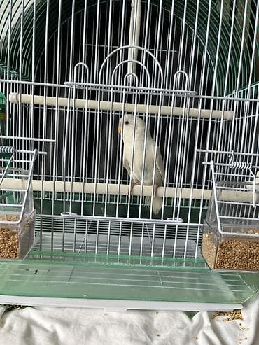 Na prodaju Agaponis Tigrica (Albino) Starost: 3 meseca Osobine