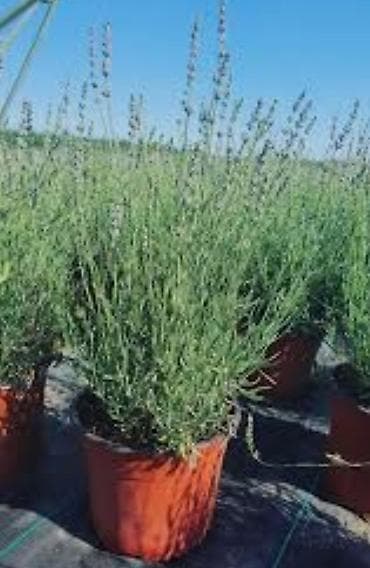 sadnice hrasta cena: Lovor višnja – sadnice u saksiji - Zimzelene sadnice Prunus — 7