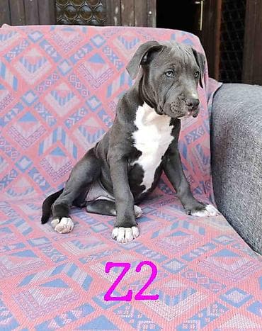 psi za udomljavanje: Pitbul Blue Nose stenci Ostenjeni 26.01. 2026. Primili 2 vakcine — 5