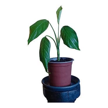 Aglaonema modestum u saksiji fi 13cm - Visina biljke približno 30 cm