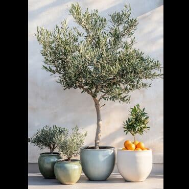 cena drva za ogrev leskovac: SADNICA MASLINE U SAKSIJI - Vrsta: maslina (Olea europaea) — 2