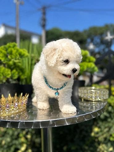 stenci labradora: Bichon Frise štenci U ponudi prelepi, umiljati i razigrani štenci rase — 1