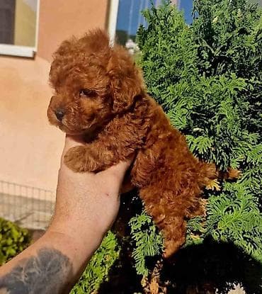 cena pudla: Najmanje pudle, od najlepsih roditelja u Evropi samo u — 6