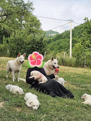 cane corso stenci cena: Na prodaju prelepi čistokrvni štenci Belog švajcarskog ovčara stari — 4