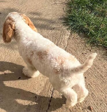 golubovi kupujem prodajem 2 strana: Nasa odgajivacnica lagotto romagnolo pasa A GANG OF LAGOTTA FCI 7244 — 5