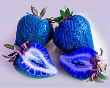 kontejnerske sadnice jagoda prodaja: Seme jagode više vrsta
Cena:650din/200 semenki — 9