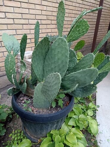 deciji set sto i stolica: Kaktus sa slike, žardinjera-saksija fi-55 cm visine 45 cm, visina — 1
