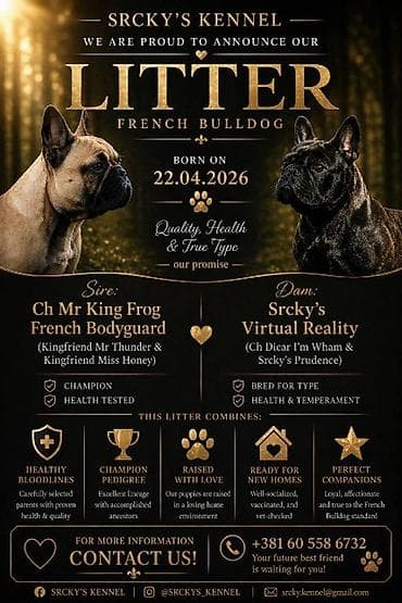 engleski buldog stenci prodaja: Francuski buldog, štenci Odgajivačnica Srcky's oglašava muško i žensko — 4