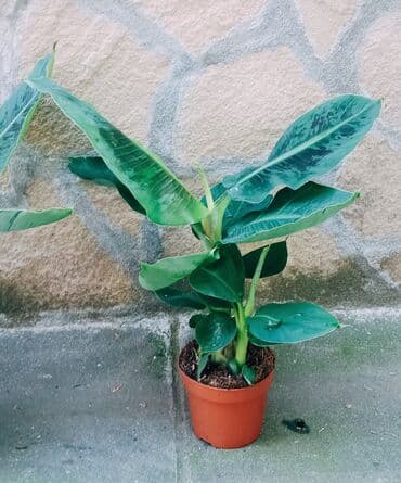sobno cvece sa zelenim listovima: Banana - 750 — 3