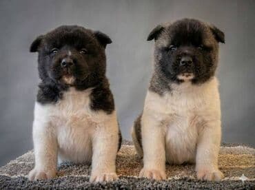 Američka Akita štenci Odgajivacnica TOP WINNER PUPPY sa ponosom