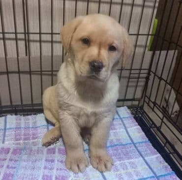 pudlice na prodaju: Labrador štenci na prodaju u žutoj i crnoj boji, oba pola u ponudi — 7