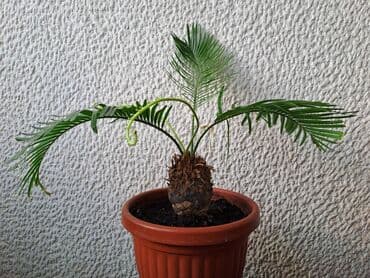 sijalice u boji za sobu: Zamija, Filadendron, Cykas palma, velike biljke, jednostavne za — 3