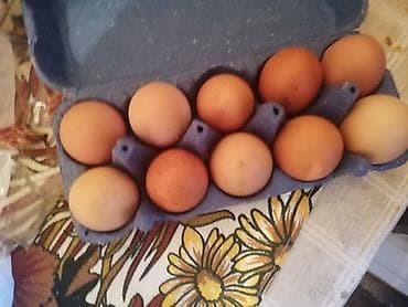 Domaća kokošija jaja u kutiji od 10 komada. - Mešavina smeđih i belih