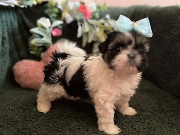 Prelepi Shih Tzu štenci iz registrovane FCI/KSS odgajivačnice „Moon — 7