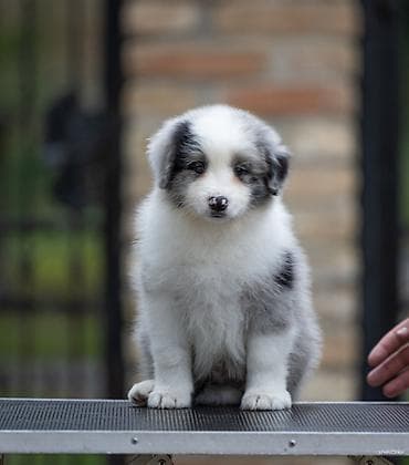 mala telad za prodaju: Na prodaju 9 šteneta Border Collie, iz dva različita legla. - Jedno — 5