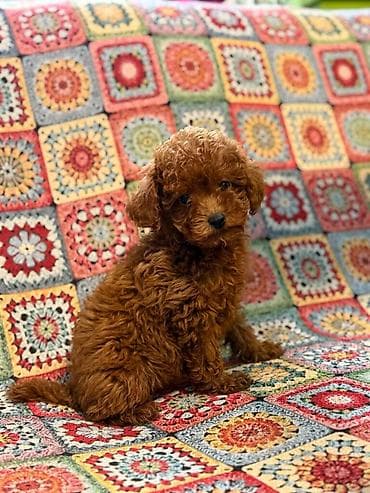 Ptice: Nasa odgajivacnica se nalazi u Indjiji i bavimo se uzgojom pasa 15 — 7