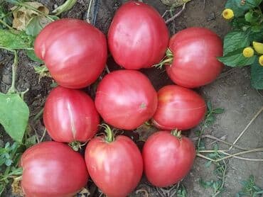 dimenzije kade: Volovsko Srce PINK -Tezine od 400-700gr,pa i do 1 kg Cena:400din/10 — 1